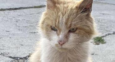Adopcje: Chester