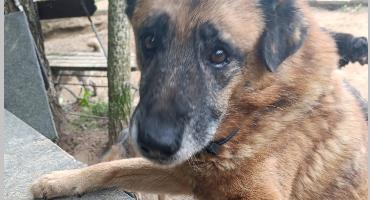 Adopcje: Ferdek