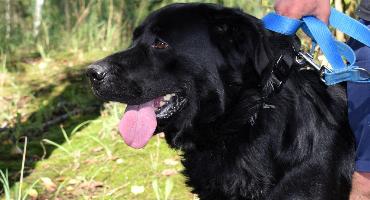 Adopcje: Bandi