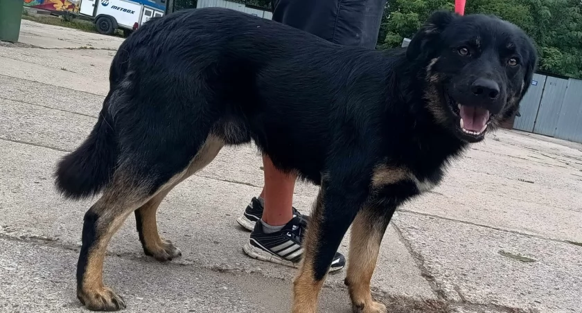 Pies Dunaj trafił do schroniska w Pudwągach z gminy Piecki. Fot. archiwum schroniska