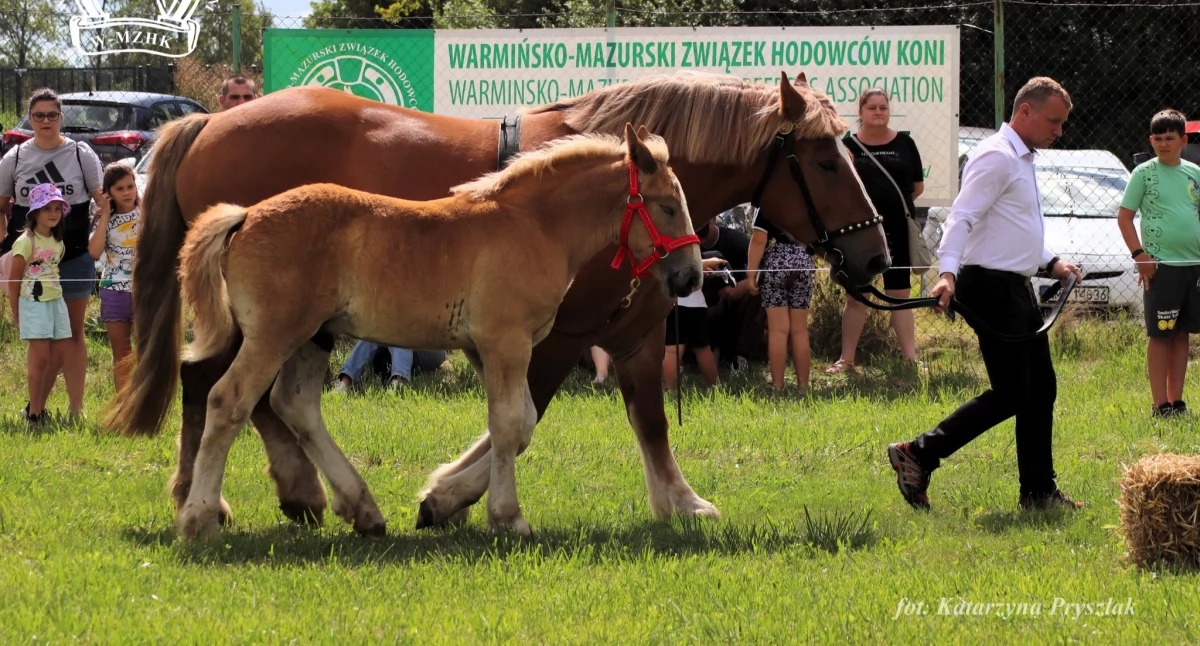 Szekspir, zwycięzca muntowskiego czempionatu w 2024. Fot. Katarzyna Pryszlak