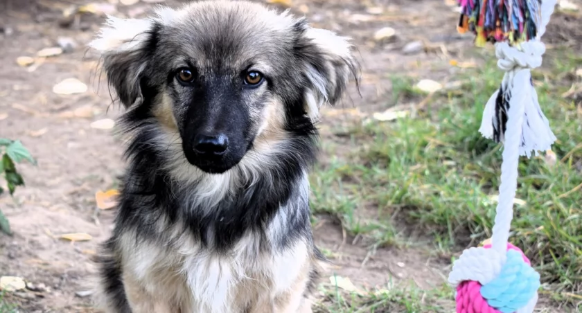 Fot. Schronisko Pudwągi