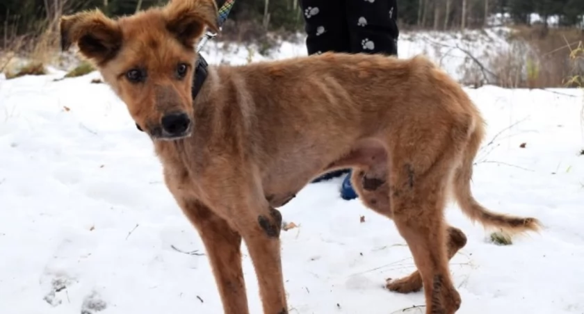 Fot. archiwum schroniska