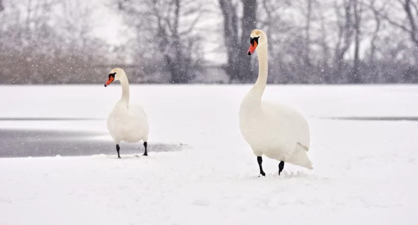 Zdjęcie ilustracyjne. Fot. Freepik