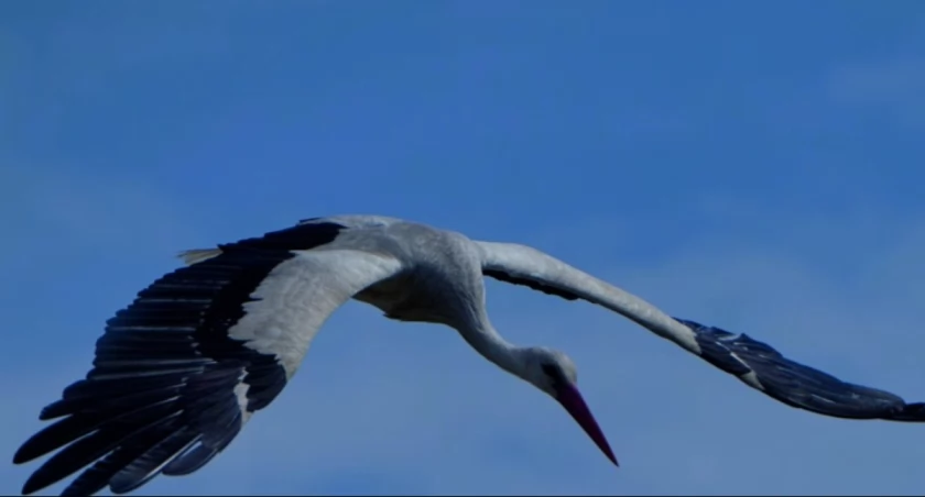 Fot. Natura za obiektywem – Grzegorz Zawrotny