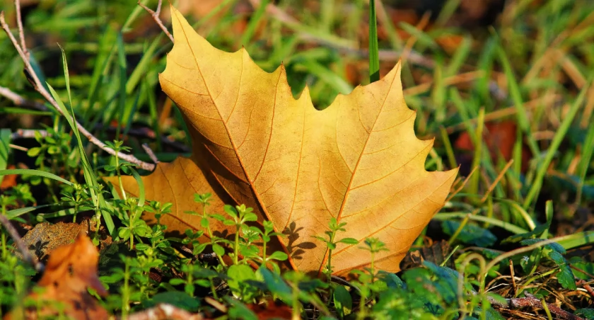 Zdjęcie ilustracyjne. Fot. Karsten Paulick / Pixabay