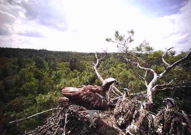 Rybołów (Pandion haliaetus) jest jednym z trzech najrzadszych lęgowych ptaków szponiastych w Polsce (fot. Nadleśnictwo Strzałowo)