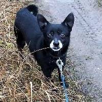 Mrągowo zwierzęta do oddania - psy i koty do adopcji ze schroniska  | info.mragowo.pl
