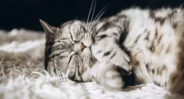 #WorldCatDay: dołącz do globalnej celebracji dnia kota!