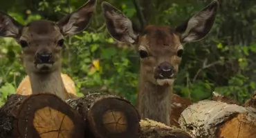 Wielki powrót Bambi – nowa opowieść na ekranie kina Zodiak