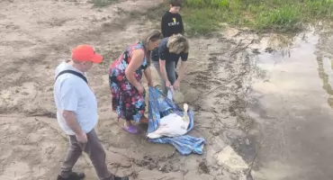 Mieszkańcy Kosewa ruszyli na pomoc rannemu łabędziowi