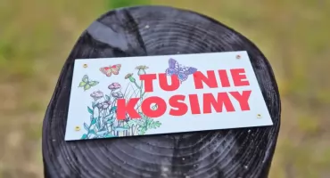 Tu nie kosimy! Ekologiczna inicjatywa mrągowskich urzędników