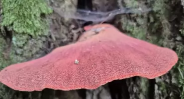Krwawiący grzyb odkryty na Mazurach. Rzadki okaz na liście zagrożonych gatunków