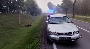 Pod Mrągowem łoś zderzył się z audi. Zwierzę nie przeżyło