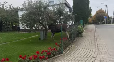 Łosie na jabłkowym śniadaniu, czyli niecodzienni goście w Mikołajkach