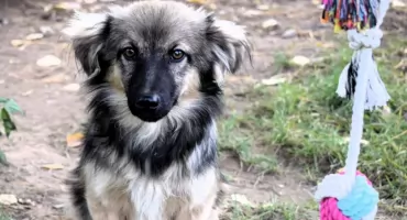 Gusto czeka na dom. Ośmiomiesięczny psiak ze schroniska szuka swojego człowieka