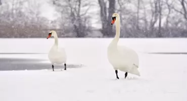 Nie każdy łabędź potrzebuje ratunku. Strażacy apelują o rozsądek