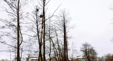 Mrągowo stawia na bezpieczeństwo i zieleń. Niebezpieczne drzewa ustąpią miejsca nowym