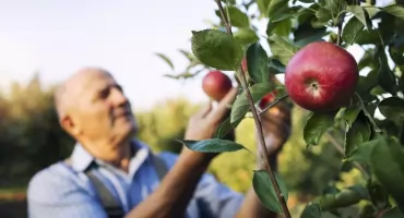 Mazurski Park Krajobrazowy chce ocalić stare odmiany drzew owocowych. Rusza akcja szczepienia