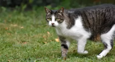 Mrągowo wprowadza darmową sterylizację kotów wolnożyjących – dołącz do akcji