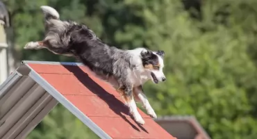 Psy już wygrały. Teraz Twoja kolej! Ruszył Mrągowski Budżet Obywatelski na 2027 rok