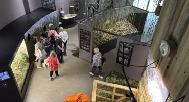 Kumaki zapraszają do Urwitałtu. Będzie spacer, piknik i koncert płazów