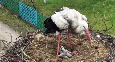 Bociania rodzina w Krutyni się powiększyła! Wykluło się pięć piskląt