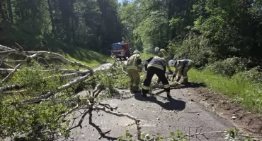 Wiatrołom zablokował DW600. Interweniowali strażacy OSP Rybno
