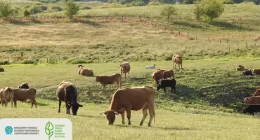 Milion złotych na ochronę gospodarstw przed wilkami i bobrami. Rusza program wsparcia