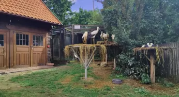 Nowa szansa dla rannych bocianów i bielików. Rusza rozbudowa ośrodka w Krutyni