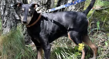 Enzo nie potrzebuje wiele. Człowieka, kawałka kanapy i domu na resztę życia