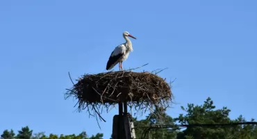 Krutek ruszył w drogę. Bocian rozpoczął jesienną wędrówkę