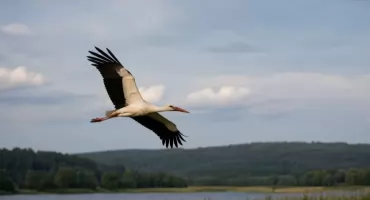 Krutek jest już w Bułgarii. Bocian z Mazur pokonuje około 200 km dziennie